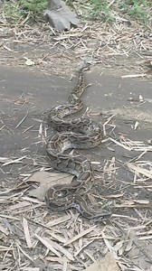 Kilo ULOne guys... #fyp | Abelpinkan New