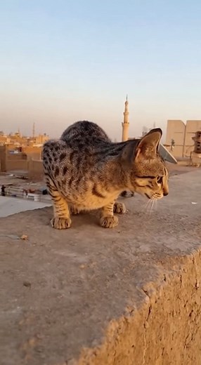 11K views · 47 reactions | حقك مانتا ب سبع ارواح | Mohamed Refaat | Facebook