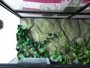 Frog jumps slow motion