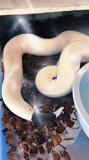 New 8ball pied to start some good projects with | Fluffy Phillips Pythons | Facebook