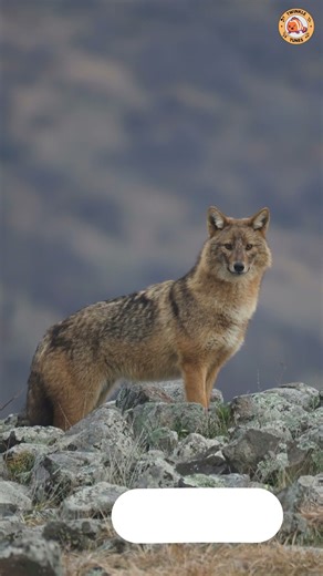 ABC Predator Animals Song - Part 3: R to Z - #singing & #learning #abcd together