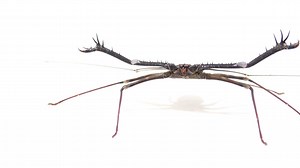 6.9K views · 564 reactions | Meet the Tanzanian tailless whip...