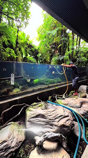 The Habitats — Day 708 EN: Day 708. First time vacuuming the sand surface. Everything remains clean, clear, and free from algae. CN (中文): 第708天。 首次对砂层表面进行清理。 一切依然洁净清澈，没有任何藻类。