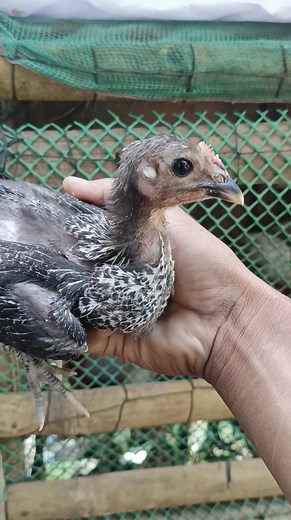 Whaaattt!!! #BlackMangaz_Gamefowl #animallover #Alagangbattlecock #SABATTLECOCKLAGIKANGLAMANG #reelsviralシ #farmlife | BlackMangtaz Peruvian GameFowl