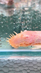 Ancistrus albino ¿Lo conocías? 🔥🐠 #ancistrus #acuariosplantados #aquarium #acuarios | BettaVersol
