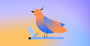 Met deze 5 apps kan je vogelgeluiden herkennen. | Odido Blog