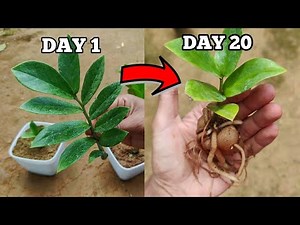 How to grow zz plant from cuttings step by step|Zanzibar gem