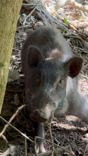 Wild boar transitioning to its summer coat #trapping #trap #hunting #huntinglife #snaretrap #wild...