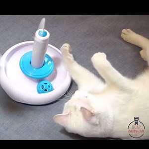 136K views · 992 reactions | Cat likes it!! Electric Rotate...