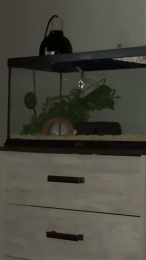 Is this normal behavior for snakes ￼my husband recently got a baby ball python never had one before