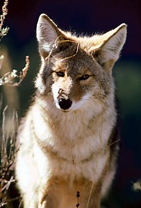 Michigan approves year-round coyote hunt