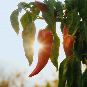 🧄🌶 Made from high-quality cayenne peppers and garlic, TABASCO® Buffalo Style Hot Sauce is mild in heat but blazing with #BIGflavour to deliver you the perfect side sauce and ingredient, all in one tasty bottle💥 #GoBigGoBuffalo | Tabasco