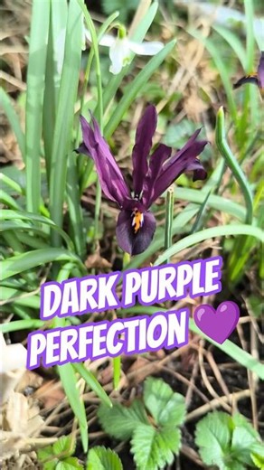 Dark Purple Iris Bloom 💜 A True Garden Beauty ✨