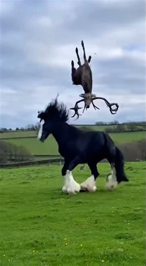 horse humiliating the deer.