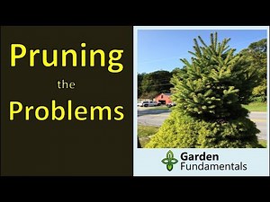 Pruning Trees & Shrubs: Step 1 solving the problems
