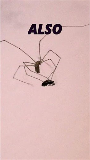 Spider is Heavily Punching & Eating a Fly - Drakonarus