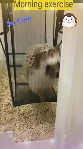 Hedgehog's cute moments #hedgehog #hedgehogsoftiktok #cute #cutehedgehog #animals