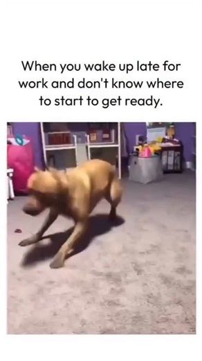 work memes and satire on Instagram: "Waking up late and rushing for work , funny work meme"