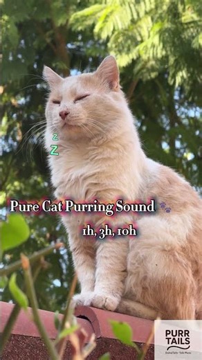 Cozy Lap Purring | Healing Cat ASMR Comfort 💤 | PurrTailsToday