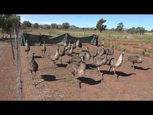 Moving emus