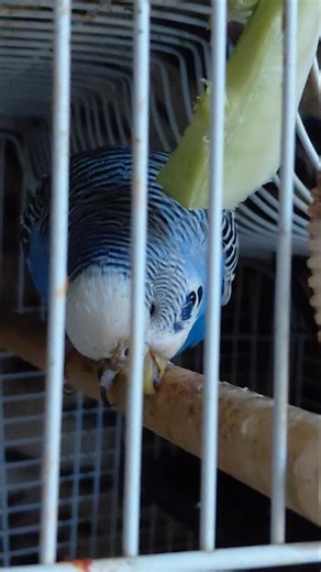 Lucey's lush broccoli binge