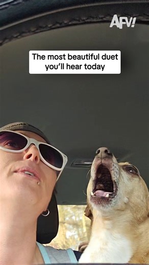 America's Funniest Home Videos on Instagram: "And they will always love each other 🥰 #afv #dogs #funny"
