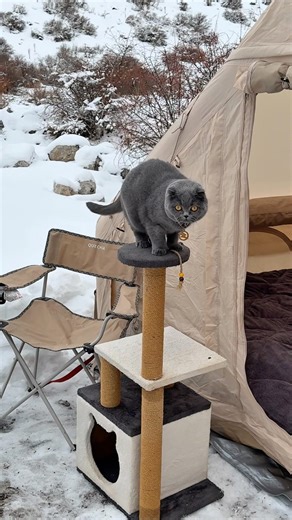 My camping partner checking the area 🐾Full adventure on YouTube → Overland Soul #campingwithcat