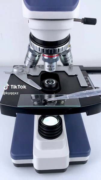 Tadpoles Under the Microscope: A Closer Look