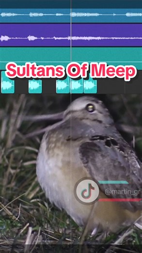 Martin on Instagram: "Sultans Of Meep ⚠️🗣️ MEEP #bird #meep #memes #mashup #martin_gr"