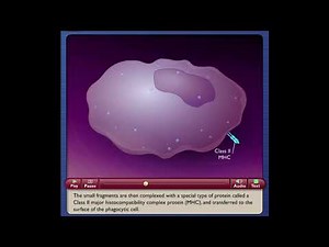 How Your Body's Army Fights Disease || Humoral Immunity || Animated Video