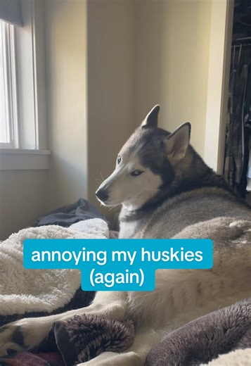 same same but different. simba is more tolerant of it but she serves some serious side eye. Apollo can’t be bothered to look at you but he will absolutely move his paws asap . . . #siberianhuskies #huskiesoftiktok #dogsoftiktok #huskies #apolloandsimba