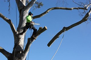 Tree Services Gallery | Tip Top Tree Services