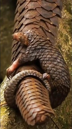 Cute Baby Pangolin Holding Mom’s Tail – Most Adorable Animal Video Ever!” #pangolin #pangolins #shor