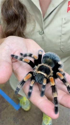 Tarantula Hairs: The Itchy Defense Mechanism Explained