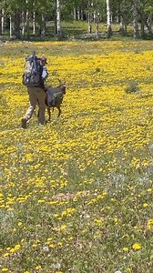 1.8M views · 38K reactions | A man and his goat in the wilderness  | Firebox Stove | Facebook