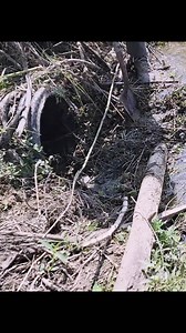Another drain pipe blocked by beavers… nature at work 🦫🚧 #BeaverDam | Beaver Dam Removal Team