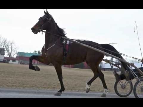 Sold Carl Kuepfer's Standardbred