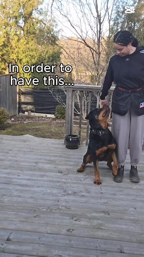 When it comes to learning a new skill, it helps to break everything down into smaller goals. For example, if you wanted to learn to catch a fish, you first need to learn how to use the rod. You would be surprised to know how many smaller skills are needed before teaching seemingly simple movements. #dharmadogstraining #dogtraining #rottweiler