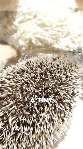 A little hedgehog discovers a plush hedgehog and starts nudging, pushing, and sniffing it, as if inviting it to play. Its gentle curiosity turns a simple toy into a tiny adventure, showing that even the smallest creatures love companionship and playful moments. 🦔💖 #HedgehogLove #CuteAnimals #PlayfulPets #AnimalFriends #TinyAdventures | Featheredsoul