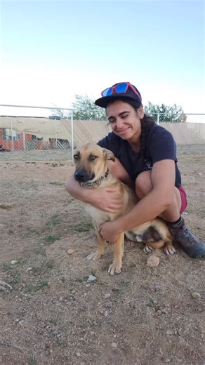 Calling all Short Stack Fans! 🥞 Alexa visited Lasso & Yeehaw at their foster home and they’re so happy! 🥹 Thanks a million to Austin for fostering The Rodeo Brothers! 🙌🏼 Here’s some exciting news: their foster dad thinks they might fly solo in adoption! 🎉 They need to separate and thrive on their own! To set up a meet and greet, email Alexa at office@jtnks.org! Please share this post!! Let’s get these cuties seen! 💥 #shortstack #lasso #yeehaw #rodeo #labmix #adopt #foster #joshuatree #dona