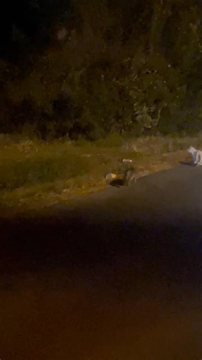 Nothing against cats but my neighbor already has 3 don’t need anymore down my lane By the way did u see the way the last cat looked back at me 🤣🤣🤣🤣💀 | Sundee StPierre