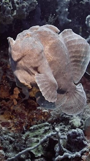 Even on a high-speed drift at SD Point, there are hidden gems! A swimming frogfish.