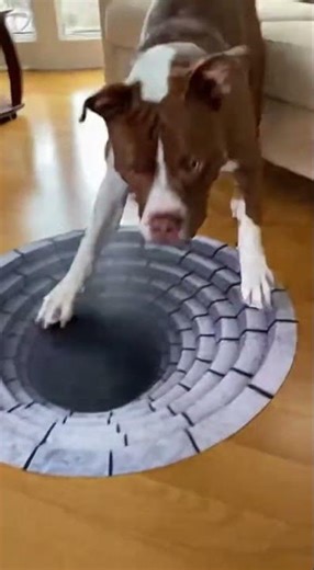 3D Illusion Rugs: Pets vs Optical Tricks! 🐾 #petreactions #illusionrug