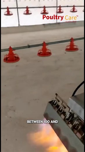 242K views · 2.5K reactions | Disinfection in poultry farming is one...