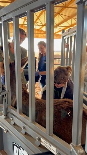 Behind the scenes of intake days with our newest rescues at the hospital. ❤️