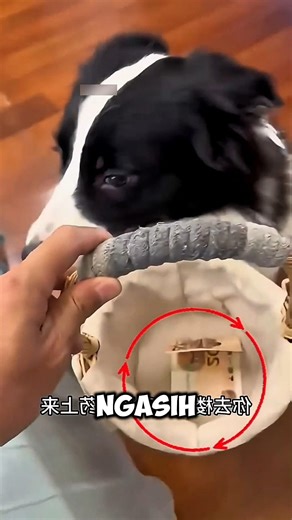 Karena Kakinya Cedera, Majikan ini Nyuruh Anjingnya Beli Obat. Endingnya Bikin Kagum!