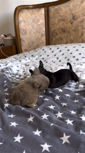 #chihuahua #chihuahualove #chihuahualife #chihuahuasofinstagram #chihuahuas #chihuahualovers #chihuahuafan #chihuahuapuppy #chihuahuapuppies #chihuahuaforsale #puppylove #puppylife #puppiesforsale #dogforsale #tinydog #teacupchihuahua #minichihuahua #puppiesofinstagram #smallbreed #cutepuppy # | Stunning Tiny Chihuahua Puppies For Rehoming and Adoption Near Me