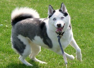 Purebred dog - Alchetron, The Free Social Encyclopedia