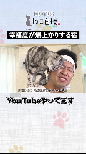 猫自慢フロマージュ: 青木さやかの可愛い猫と泊まれるホテル体験