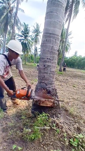 the process of cutting down old coconut trees